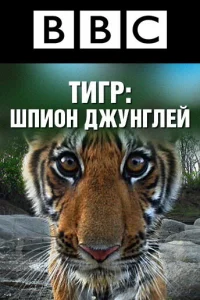 BBC: Тигр — Шпион джунглей BBC: Тигр — Шпион джунглей
