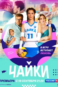 Чайки Чайки